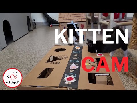 Kitten Cam - National Craft For Your Local Shelters Day (Part 1!)