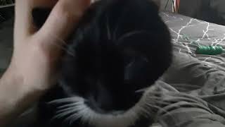 Morning Cat Alarm - Purr ♥️