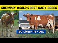 Guernsey Cow Your Path to Maximum Profit in Dairy Farming