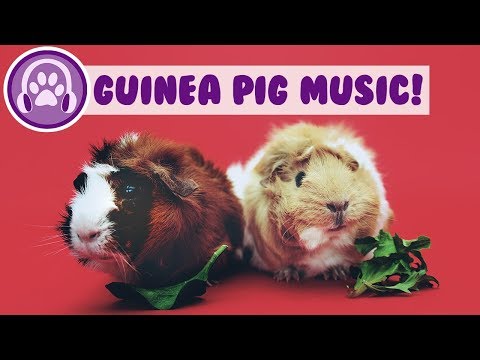 image-What music do guinea pigs like?