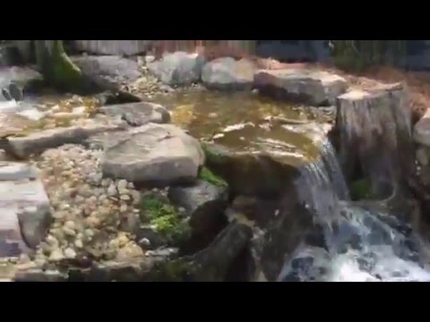 Koi Pond w/ Aquascape Ecosystem, Waterfalls & Pool Areas