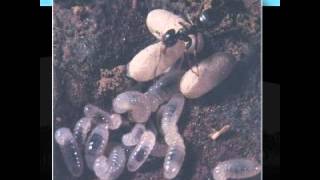 - shit and shine toilet door tits