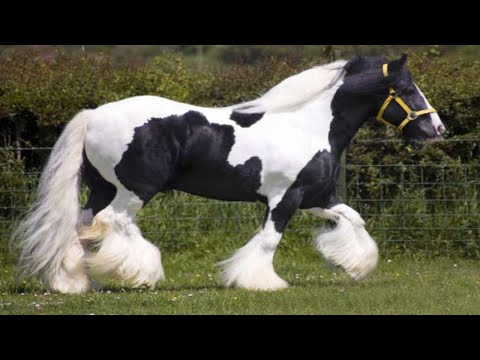 THE 10 BEST HORSES IN THE WORLD