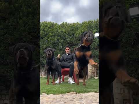 rottweiler dog small to big