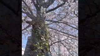 【下関市】細江公園の桜