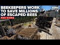 POV Video: Beekeepers rush to save millions of escaped bees after a semi carrying the hives crashed