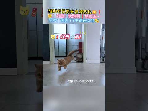 貓和老鼠果然是真的💥❗🐱：死腿！快跑啊❗地真滑😳 網友：倒騰了7步還在原地🤣 #cat #cute #shorts #funny #cutecat