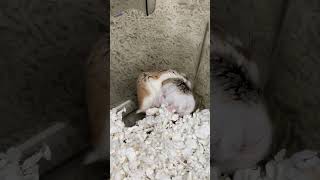 Download lagu Hamster dwarf having love... mp3