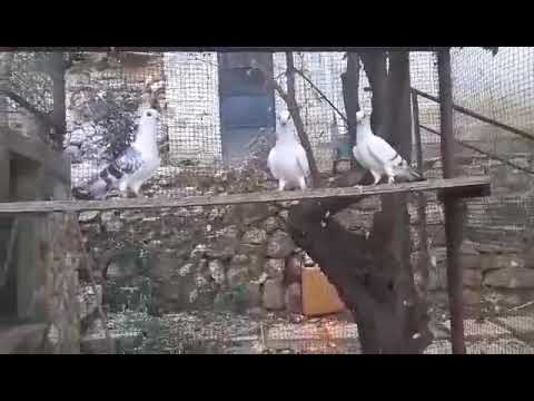 Damascene Of Ali Jaafar