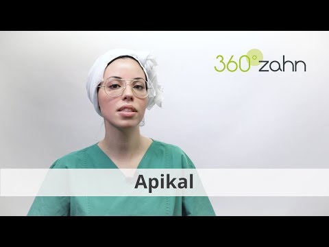 Apikal - Was bedeutet Apikal? | Dental-Lexikon | 360°zahn