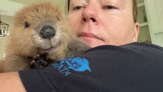 Tulip and Petunia, beaver rescue info and cuteness!