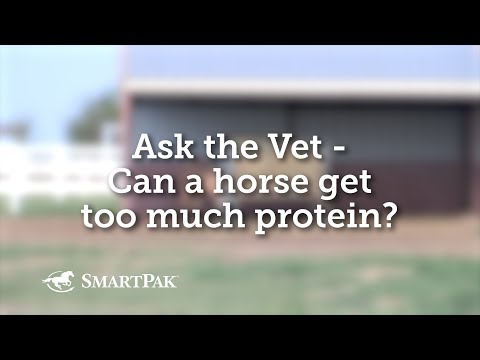 Ask the Vet - Can a horse get too much protein?