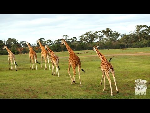 Werribee Open Range Zoo