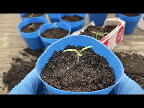 園芸 トマトの種まきはいつ?