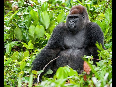 D MODE D   SHRIEK Revived Dev Mix (cuz you cant find it here)