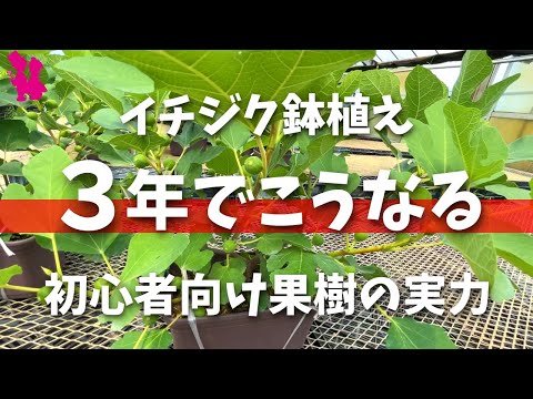 イチジクの木の世話: 3 つの最大の間違い 植物