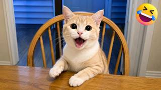 😂 犬と猫の面白動画まとめ #008 🐶🐱 | MofuLOL
