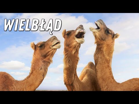 TOP 20 CIEKAWOSTKI - WIELBŁĄD 🐪