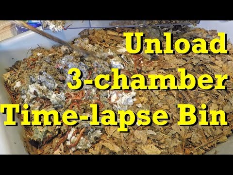 Unload 3-chamber carbon-only bin after 21 weeks - vermicomposting