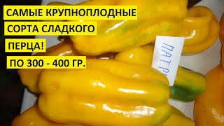 Перец Испанский Бык Отзывы Фото Перец Испанский Бык Отзывы Фото