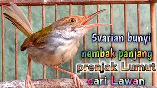 Download lagu 5 varian bunyi nembak panjang emosi prenjak lumut cari lawan mp3