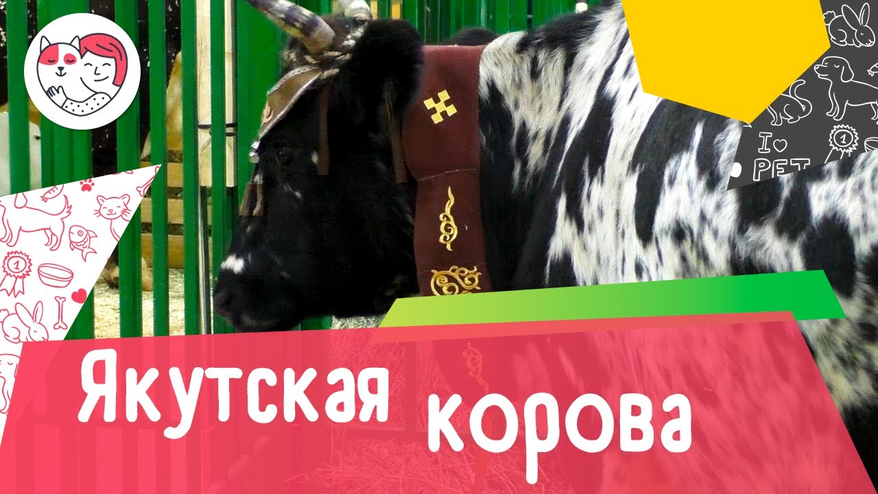 Якутская корова. Особенности породы, уход