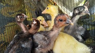 Download lagu PRICE OF 1 MONTH OLD PELUNG AND CEMANI CHICKENS AT SUMPIUH MARKET mp3