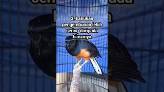 Download lagu 5 Cara Mengatasi Murai Batu Stres/ Kalah Mental !! mp3