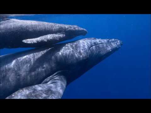 La ballena azul