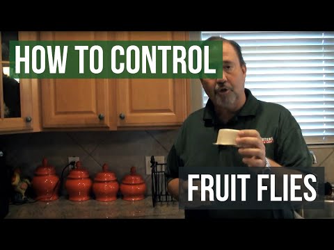 How to Control Fruit Flies
