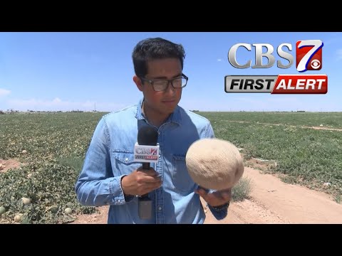 Pecos cantaloupes are even sweeter in the dry heat