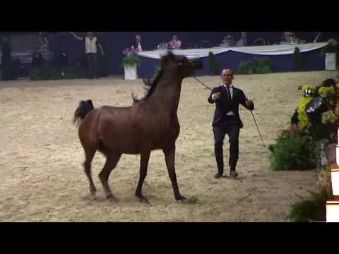 Memories of Aachen 2018 - All Nations Cup - Part 7 - Junior Filly Championship