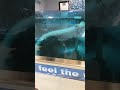 West Edmonton Mall Aqua Massage