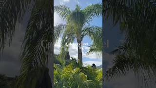 Celebrity Xcel - Day 10 Highlights - Celebrity Cruises NEWEST Ship