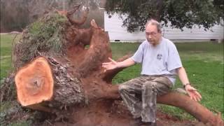 Engineering Principles for Removing a Large Tree Stump