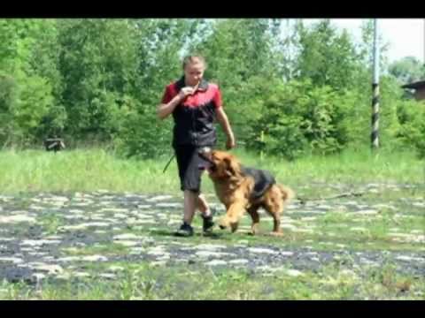 Nero - obedience 12 months