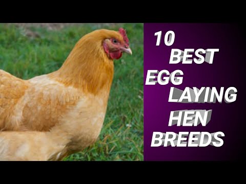 , title : '10 best egg laying hen breeds'
