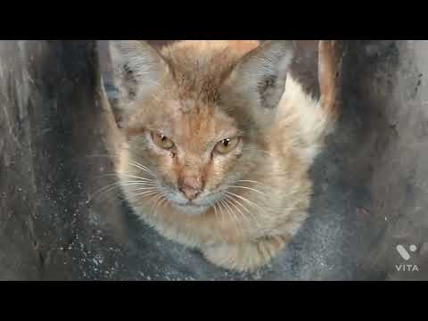 cat 😺😺 vedio 😜