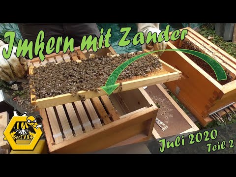 Juli 2020 #2 - Bienenvolk in Magazinbeute umlogieren - Imkern mit Zander