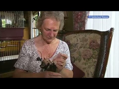 GLD Nieuws 23 juli 2011 - Nieuws