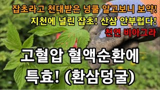 그동안 잡초라고 무시 당했지만! 혈액순환 고혈압에 특효! #환삼덩굴효능 #환삼덩굴복용방법 #환삼덩굴부작용 #…