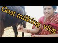 Goat Milking Vlog