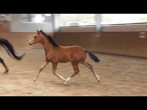 Ernesto *2020 Erdinger x Balous Bellini - Rohdiamant - Florestan