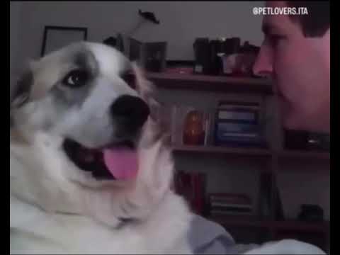 Cane severo ma giusto 