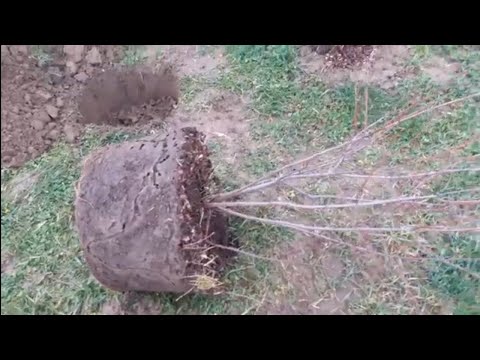 Afin Canadian Smoky de la Ghiveci in Pamant