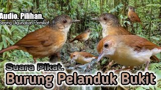 Download lagu Suara Pikat Burung Pelanduk Bukit. PALING JITU.. mp3 Download lagu Suara Pikat Burung Pelanduk Bukit. PALING JITU.. mp3