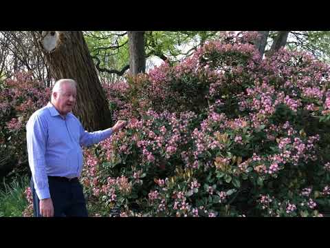Plant Features: Indian Hawthorn