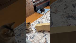 紙袋だいすき猫 #shorts