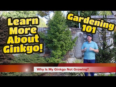 Why Isn't My Ginkgo Tree Growing? | Gardening 101 | Ginkgo biloba