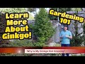 Why Isn't My Ginkgo Tree Growing? | Gardening 101 | Ginkgo biloba